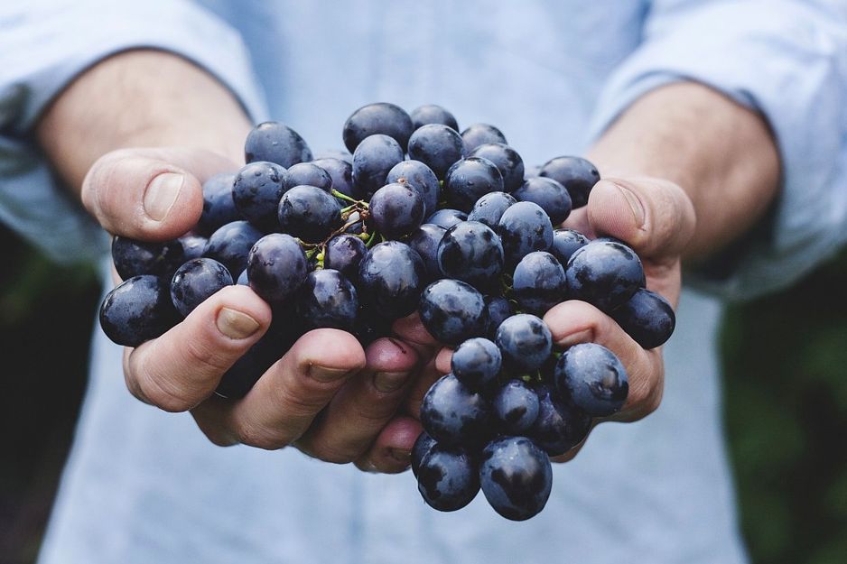 ¿Qué alimentos son buenos para la memoria?